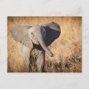 Recherche de savane cartes postales Faune