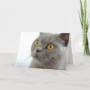 Recherche de abréviation vœux cartes Chat