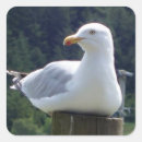 Recherche de mouette autocollants Nature