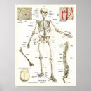 Recherche de anatomie humaine posters Colonne vertébrale