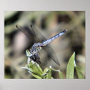 Zoek naar libel posters Fotografie