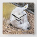 Zoek naar schapen klokken Dieren