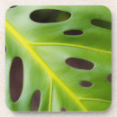 Recherche de usine dessous de verres Plante