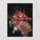 Zoek naar seahorse briefkaarten Kust
