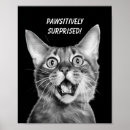 Recherche de chat fou posters Amoureux des chats