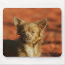 Zoek naar headshot muismatten Chihuahua