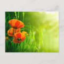 Recherche de coquelicots cartes postales Vert