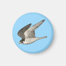Recherche de rapaces magnets Faucon