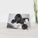 Recherche de newfies vœux cartes Chiot