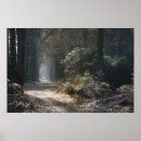 Zoek naar panoramische posters Bos
