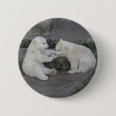 Recherche de cube badges Ours
