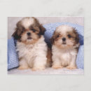 Recherche de couvertures cartes postales Animal