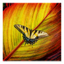 Recherche de ailes papillon posters Vert