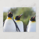 Zoek naar pinguins briefkaarten Foto