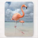 Recherche de flamants roses électronique Plage