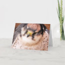 Zoek naar valken kaarten Dieren