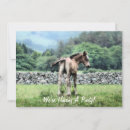 Recherche de poulain invitations Poney