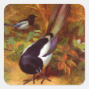 Recherche de magpie autocollants Faune