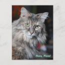 Zoek naar poes briefkaarten Miauw