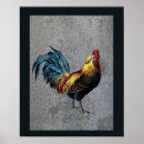 Recherche de poulet coq posters Animal