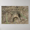 Zoek naar paddestoelen posters Natuurfotografie