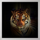 Recherche de yeux de tigre posters Chats sauvages