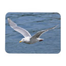 Recherche de oiseau de vol magnets Blanc