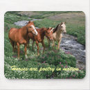 Recherche de poulain électronique Cheval