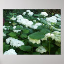 Recherche de boule de neige posters Nature
