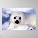 Recherche de phoque posters Faune