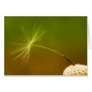 Recherche de graine photographie Dandelion
