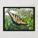 Recherche de ailes cartes postales Papillon