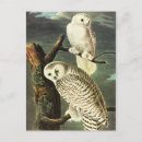Recherche de naturaliste cartes postales John james audubon