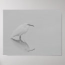 Zoek naar waadvogel posters Kruid