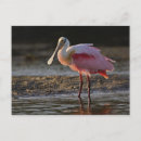 Recherche de île sanibel cartes postales Oiseau