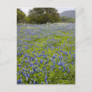 Recherche de bleuet cartes postales Lupin