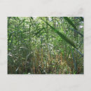 Recherche de marécages cartes postales Nature