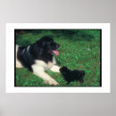 Recherche de newfoundlander posters Dog