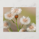 Recherche de petite coccinelle cartes postales Jardin