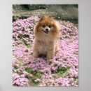 Recherche de chien pomeranian posters Chiens