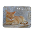 Recherche de problème magnets Chat