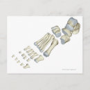 Zoek naar voeten briefkaarten Menselijk lichaamsdeel