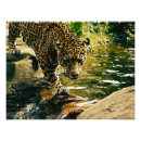 Zoek naar photo léopard posters Natuur