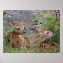Recherche de bambi posters Animal
