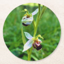 Recherche de orchidées dessous de verres Nature