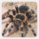 Recherche de araignée autocollants Faune
