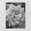 Recherche de rose blanc noir cartes postales Invités