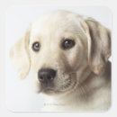 Zoek naar labrador puppy stickers Schattig