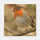 Recherche de rouge gorge magnets Européen