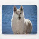 Recherche de arctique tapis souris Loup